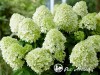 Hortenzija šluotelinė ,Little Spooky' (lot. Hydrangea paniculata)